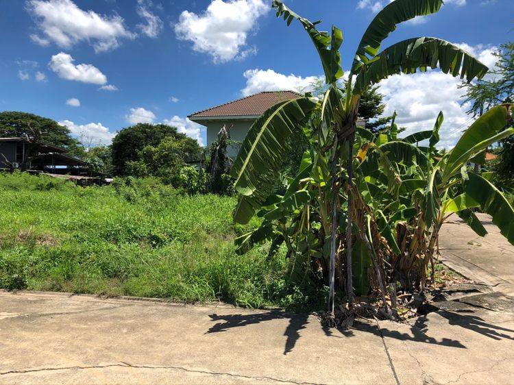 ใช่ ที่ดินแปลงมุมถมแล้ว 47 ตรว. รูปที่ 4