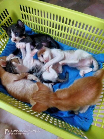 ขาวมณีผสมสลิด รูปที่ 9