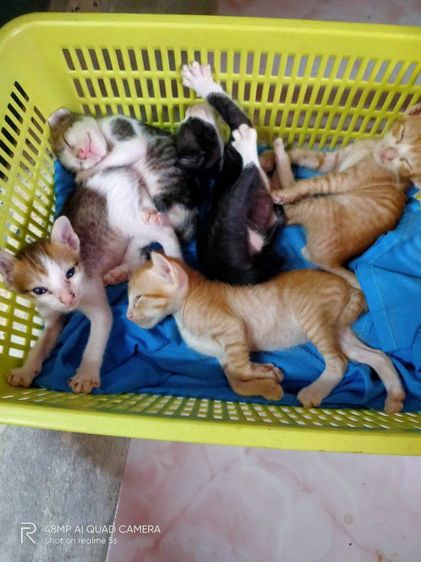 ขาวมณีผสมสลิด รูปที่ 11