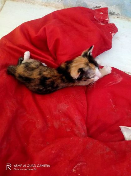 ขาวมณีผสมสลิด รูปที่ 2