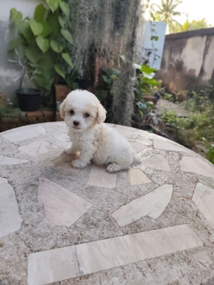 พุดเดิ้ลทอยเพศผู้จังหวัดอุดรธานี