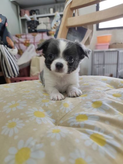 ชิวาวาผู้เมียจังหวัดอุดรธานี รูปที่ 14