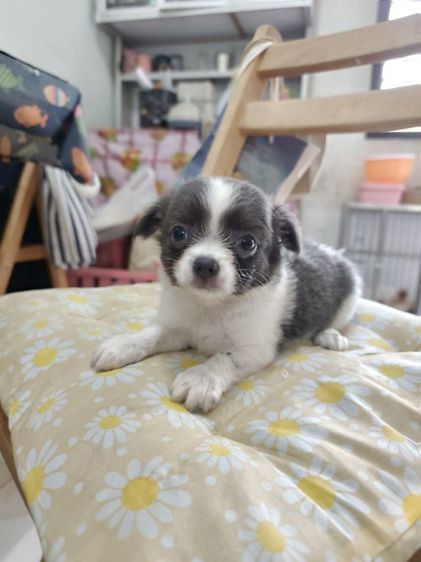 ชิวาวาผู้เมียจังหวัดอุดรธานี รูปที่ 9