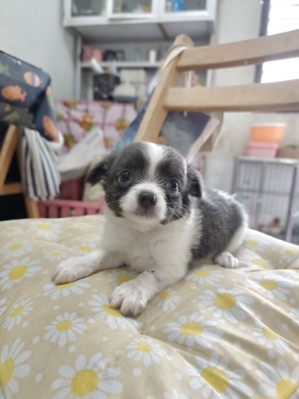 ชิวาวาผู้เมียจังหวัดอุดรธานี รูปที่ 10