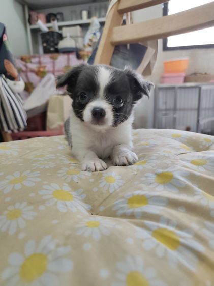 ชิวาวาผู้เมียจังหวัดอุดรธานี รูปที่ 15