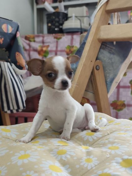 ชิวาวาผู้เมียจังหวัดอุดรธานี รูปที่ 4