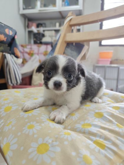 ชิวาวาผู้เมียจังหวัดอุดรธานี รูปที่ 13