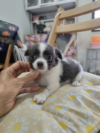 ชิวาวาผู้เมียจังหวัดอุดรธานี รูปที่ 11