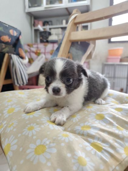 ชิวาวาผู้เมียจังหวัดอุดรธานี รูปที่ 12