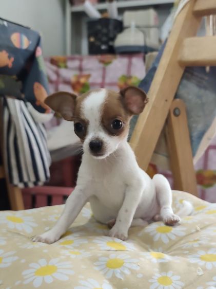 ชิวาวาผู้เมียจังหวัดอุดรธานี รูปที่ 6