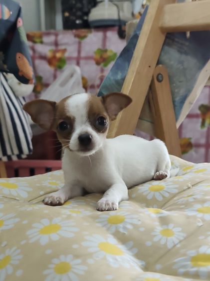 ชิวาวาผู้เมียจังหวัดอุดรธานี รูปที่ 2