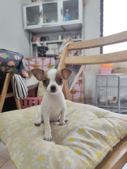 ชิวาวาผู้เมียจังหวัดอุดรธานี