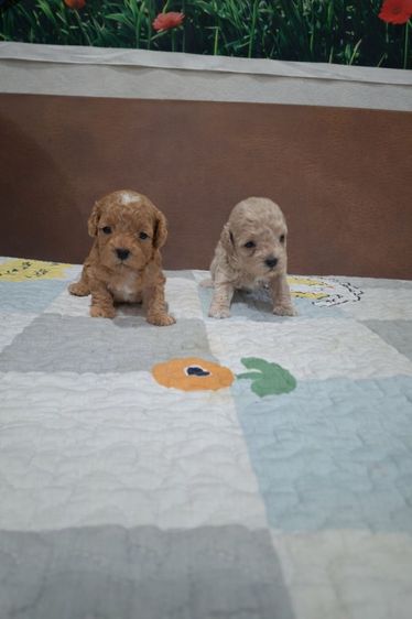 พุดเดิ้ลทอยอุดร รูปที่ 4