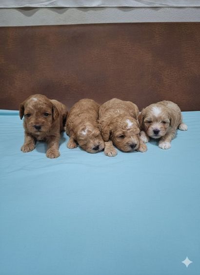 พุดเดิ้ลทอยอุดร รูปที่ 7