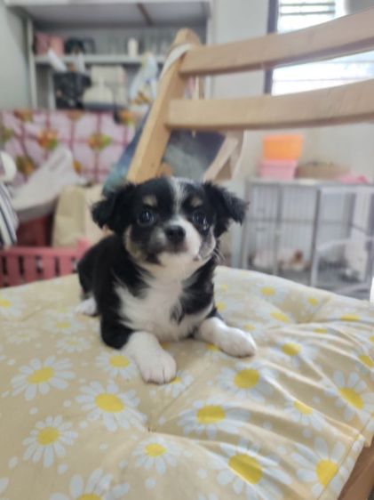 ชิวาวาจังหวัดอุดรธานี รูปที่ 6