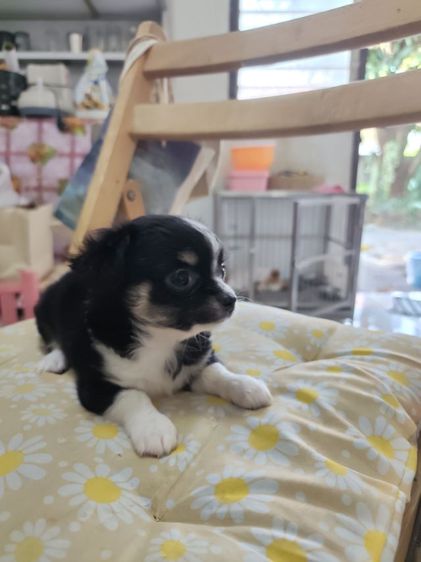 ชิวาวาจังหวัดอุดรธานี รูปที่ 5