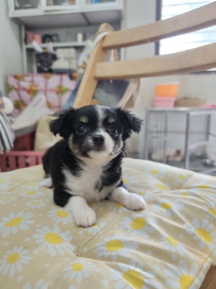 ชิวาวาจังหวัดอุดรธานี รูปที่ 4