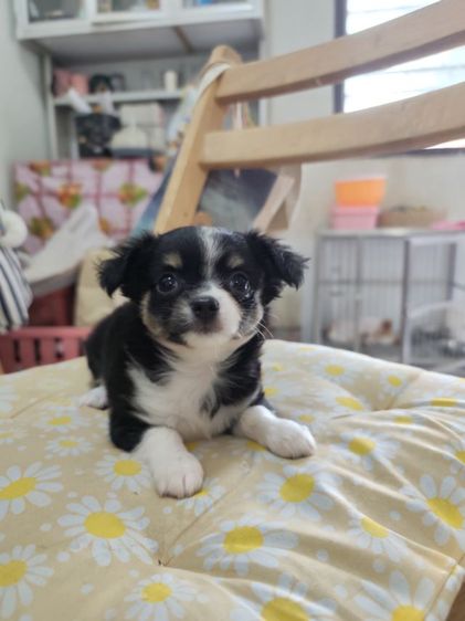 ชิวาวาจังหวัดอุดรธานี รูปที่ 2