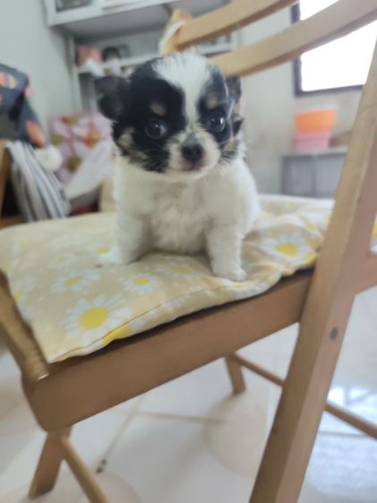 ชิวาวาจังหวัดอุดรธานี รูปที่ 13