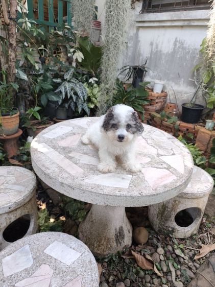 พุดเดิ้ลทอยอุดรเพศผู้ รูปที่ 7