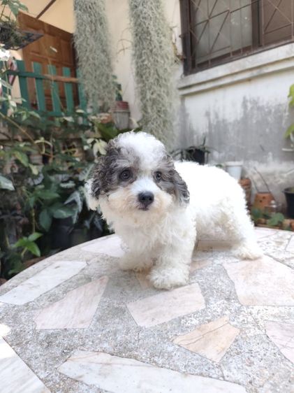 พุดเดิ้ลทอยอุดรเพศผู้ รูปที่ 11