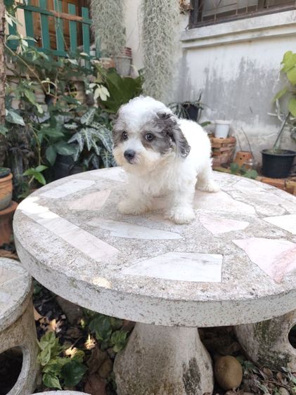 พุดเดิ้ลทอยอุดรเพศผู้ รูปที่ 8