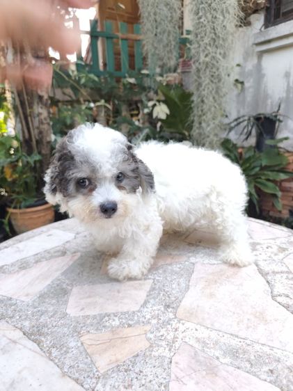 พุดเดิ้ลทอยอุดรเพศผู้ รูปที่ 9