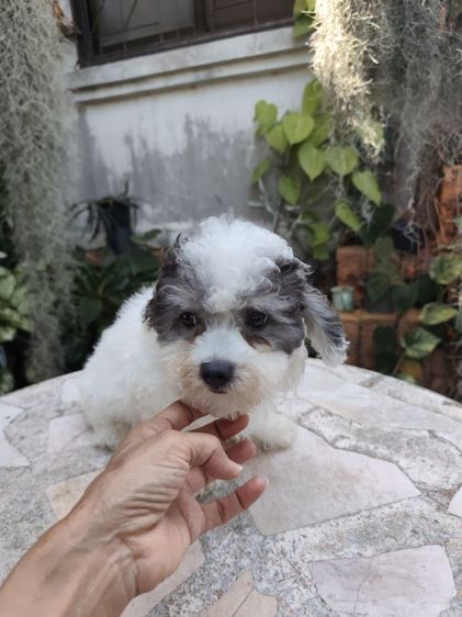 พุดเดิ้ลทอยอุดรเพศผู้ รูปที่ 6