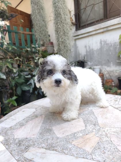 พุดเดิ้ลทอยอุดรเพศผู้ รูปที่ 10