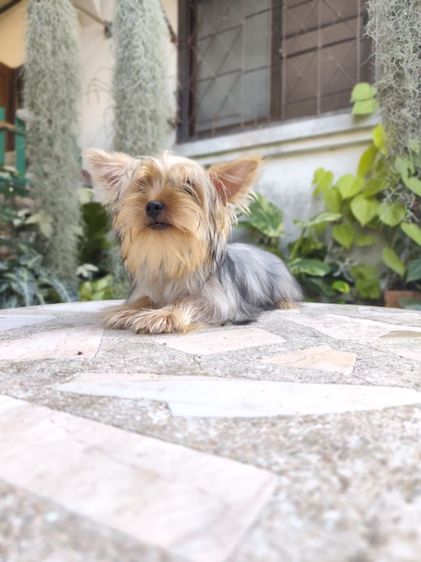 เชียร์เทอร์เรียเพศเมีย รูปที่ 16