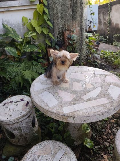 เชียร์เทอร์เรียเพศเมีย