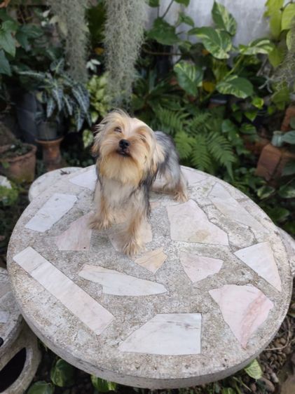 เชียร์เทอร์เรียเพศเมีย รูปที่ 6