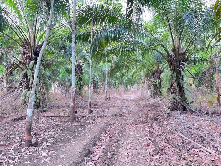 ใช่ ขายที่ดิน9ไร่2งาน76ตารางวา ราคา3,330,000 รูปที่ 4