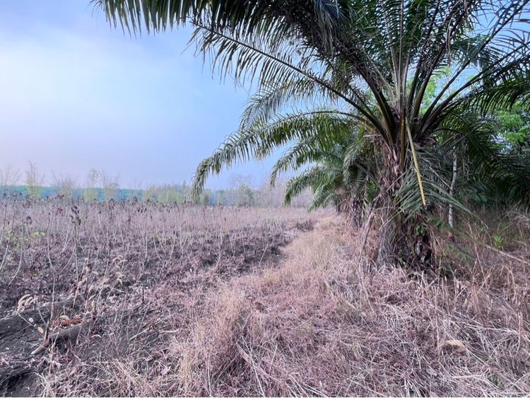 ขายที่ดิน9ไร่2งาน76ตารางวา ราคา3,330,000