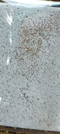 พระสมเด็จกรอบพลาสติก 1 องค์ รูปที่ 8