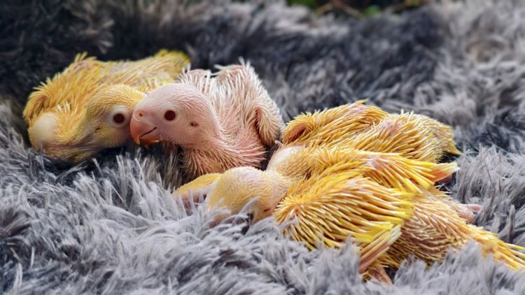 ริงเน็ค