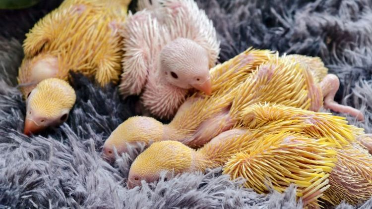 ริงเน็ค รูปที่ 3