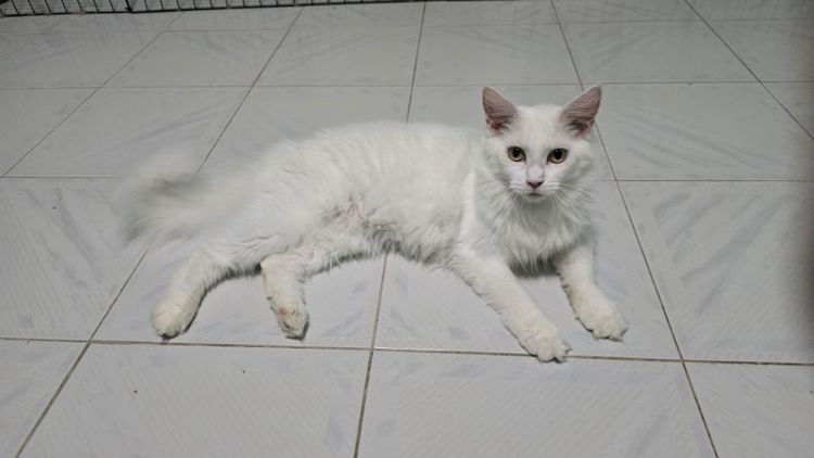 แมวเมนคูนแท้ รูปที่ 4