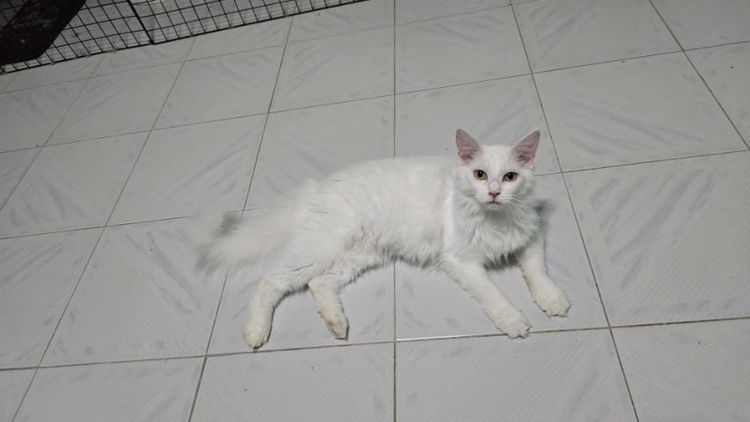 เมนคูน (Maine Coon) แมวเมนคูนแท้