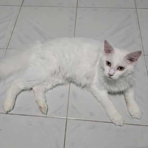 แมวเมนคูนแท้ รูปที่ 3