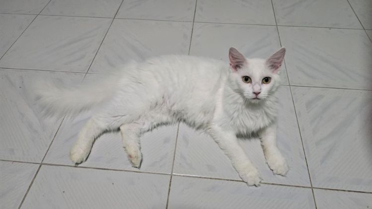 แมวเมนคูนแท้ รูปที่ 6