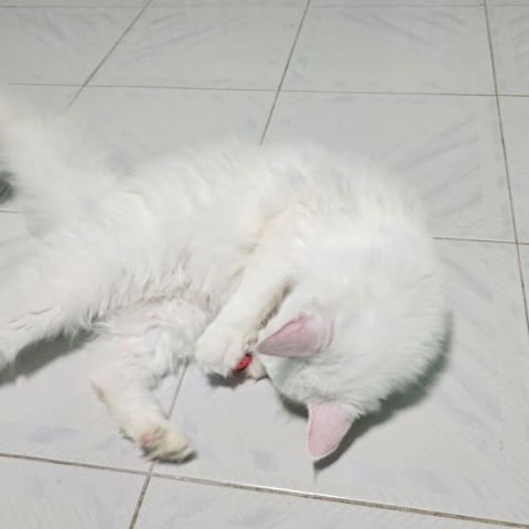 แมวเมนคูนแท้ รูปที่ 5