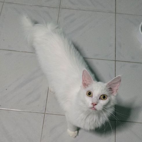 แมวเมนคูนแท้ รูปที่ 9