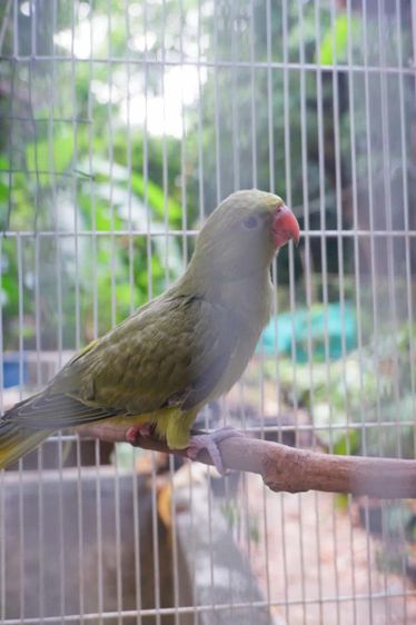 อื่นๆ ริงเน็คสีเกรย์กรีนสปริทเลสวิงและชินพอสบลู