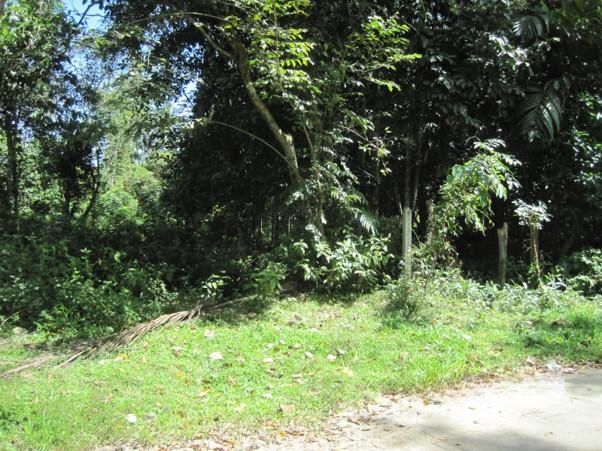 💟 ที่ดินเปล่า นราธิวาส 💟 รูปที่ 3