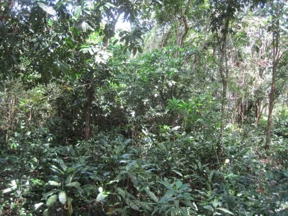 💟 ที่ดินเปล่า นราธิวาส 💟 รูปที่ 4