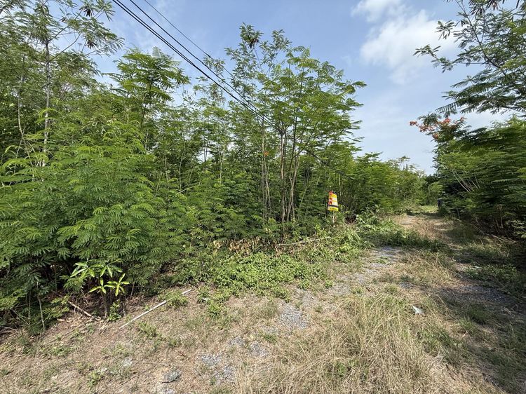 💟 ที่ดินเปล่า โครงการวังแก้วปาร์คฮิลล์ สระบุรี 💟 รูปที่ 4