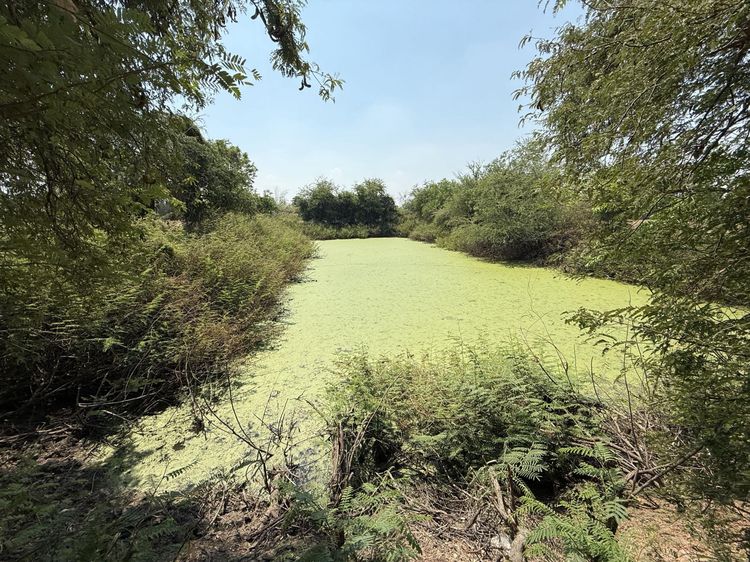 💟 ที่ดินเปล่า นิยมชัย ลพบุรี 💟 รูปที่ 4