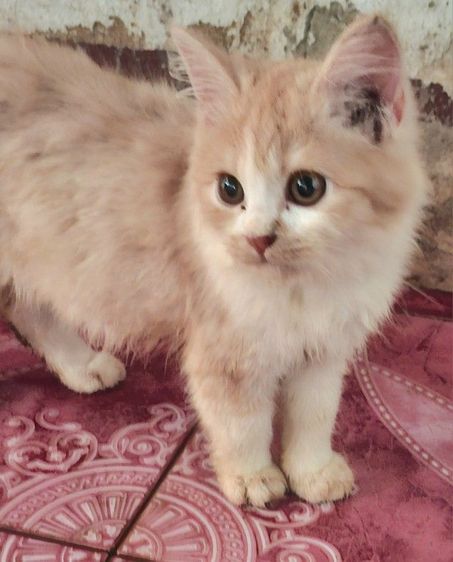 ลูกแมวเปอร์เซียราคาเบาๆ