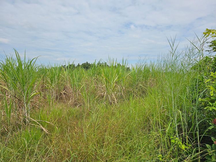 💟 ที่ดินเปล่า สกลนคร 💟 รูปที่ 4